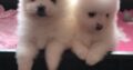 Pomeranian puppies for sale