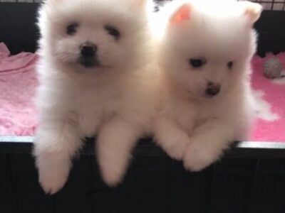 Pomeranian puppies for sale