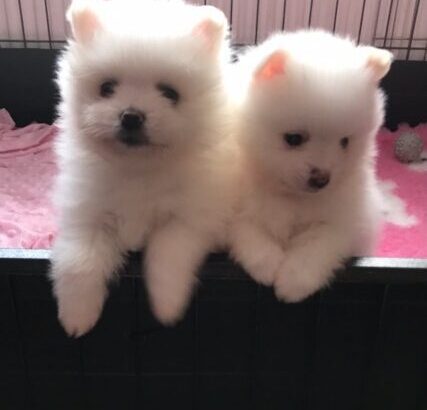 Pomeranian puppies for sale