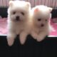 Pomeranian puppies for sale